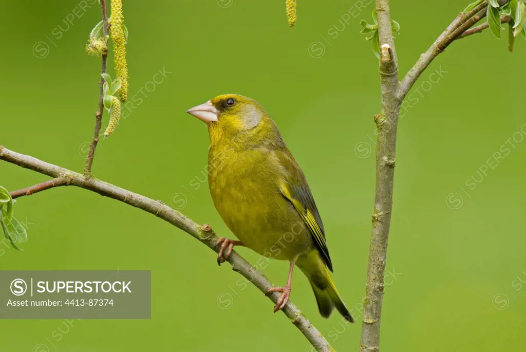European Greenfinch male Somme bay France