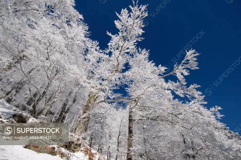 Beeches frosted at Col de la Schlucht France