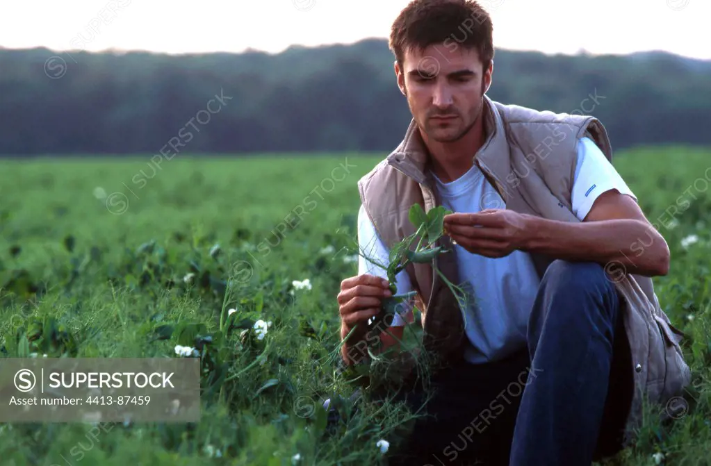 Young farmer looking at his young plants of Pea