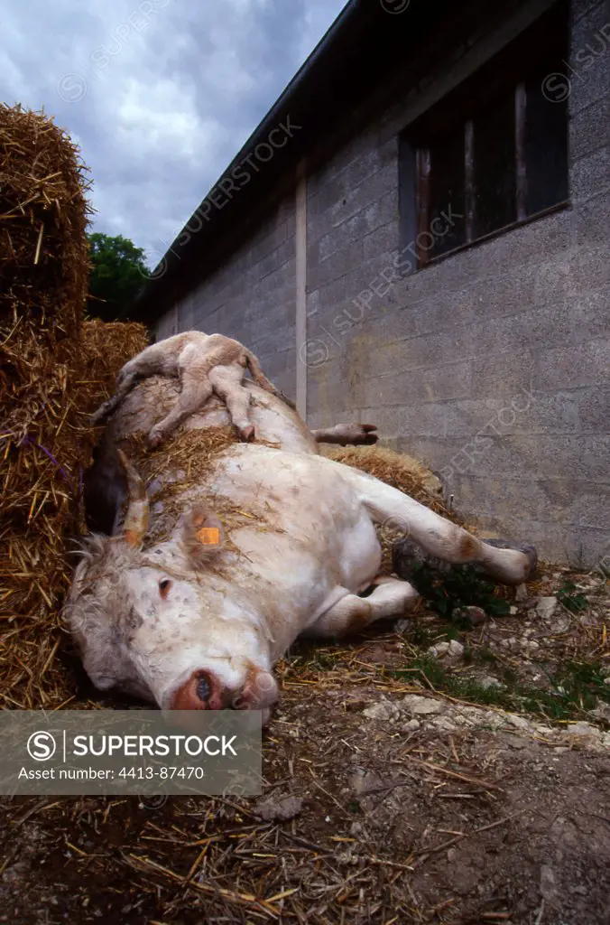Cow Charolais and his calf dead of tuberculosis France
