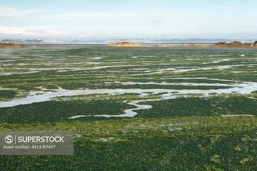 Green tide in Saint-Brieuc bay Côtes-d'Armor France