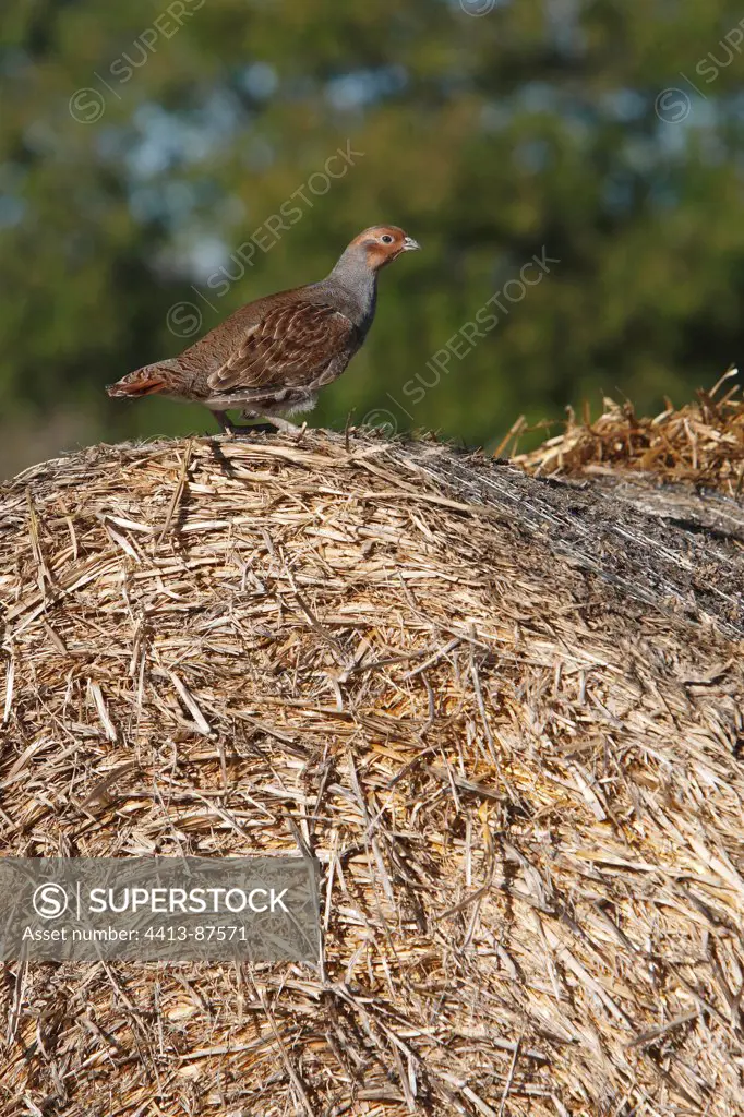 Grey partridge standing a bundle of straw Great Britain