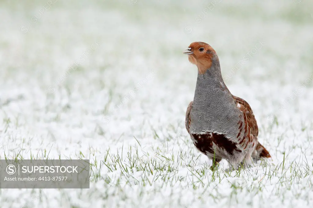 Grey partridge standing in snow Great Britain