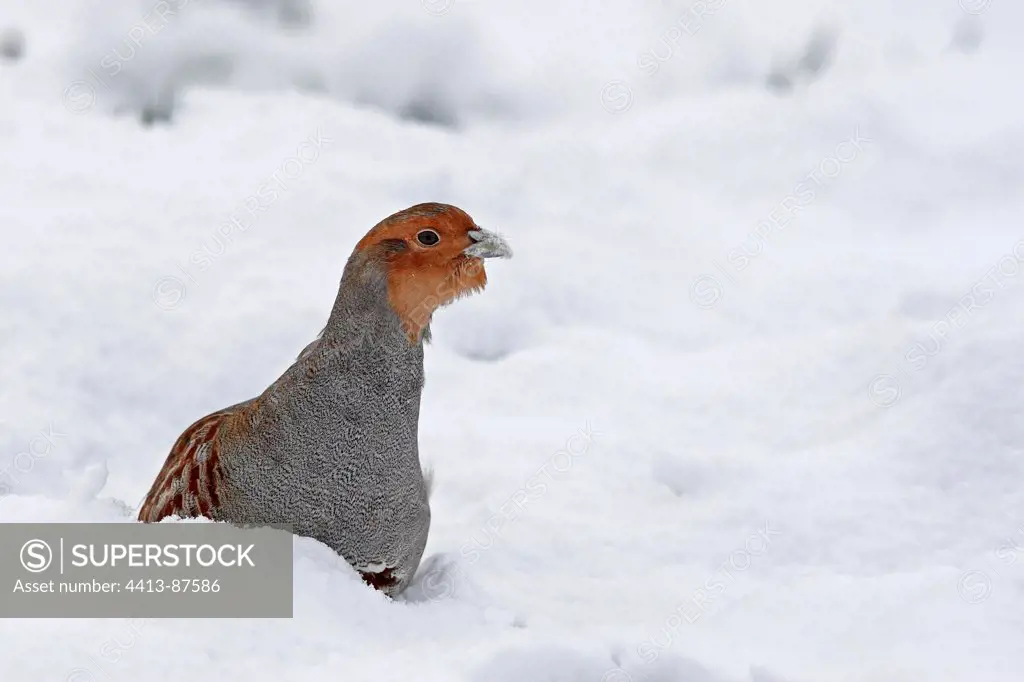Grey partridge standing in the snow Great Britain