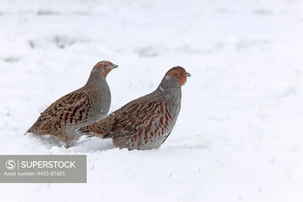 Pair of Grey partridges standing in snow Great Britain