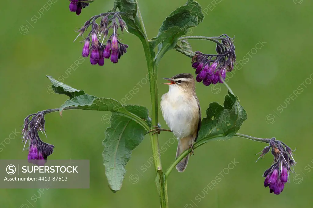 Sedge warbler singing on a flower Poland