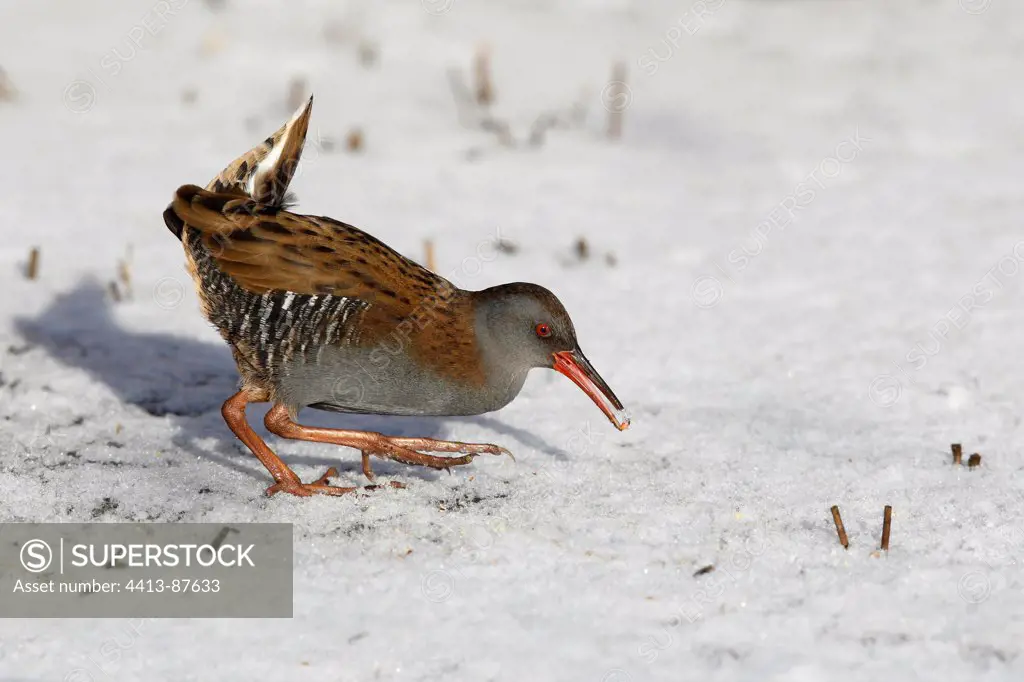 Water rail looking for food in the snow Great Britain