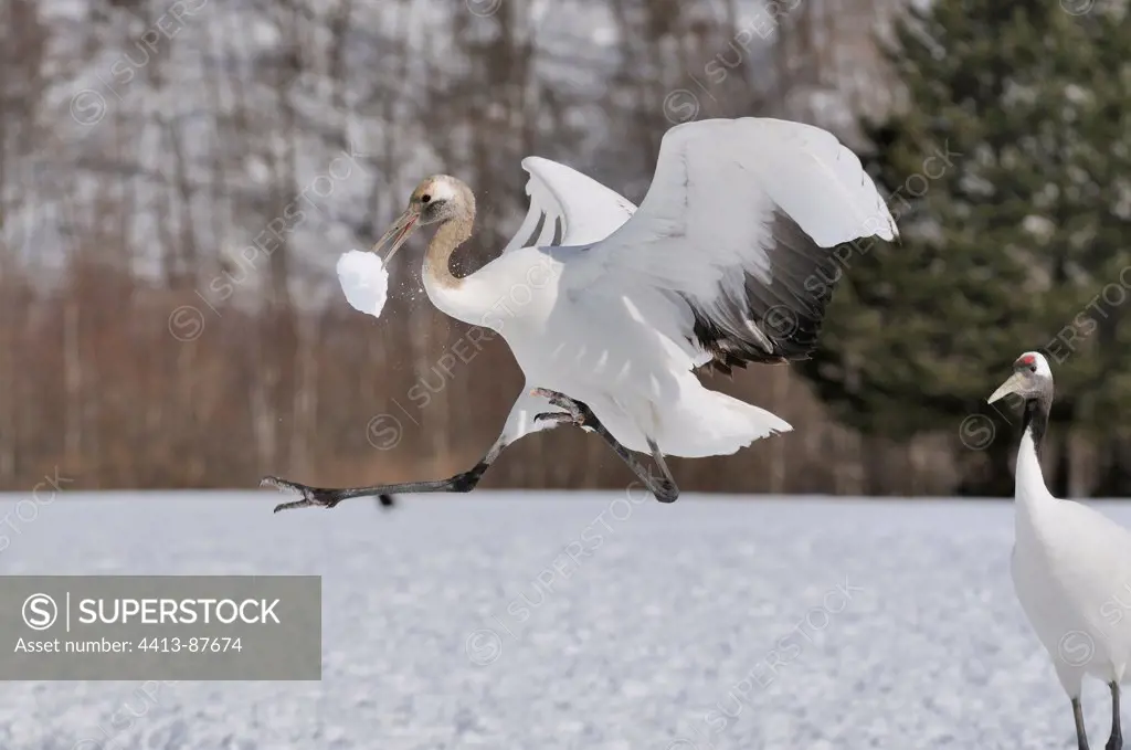 Red-crowned Crane playing with snow Japan