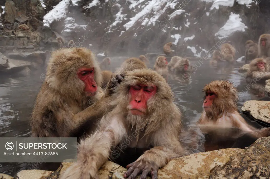 Japanese Macaques grooming in a hot source Japan