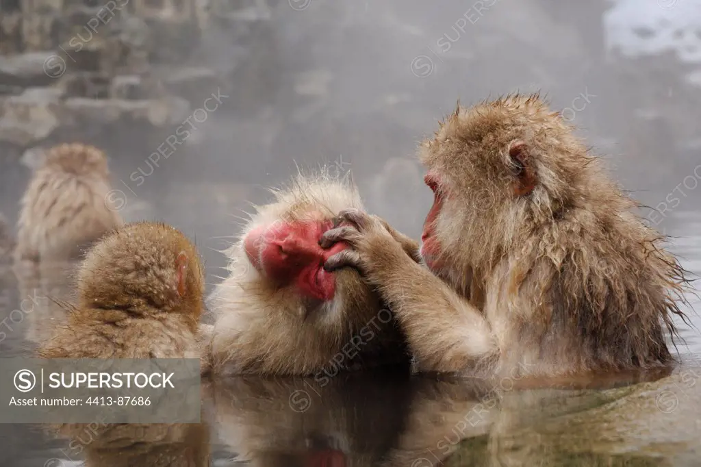 Japanese Macaques grooming in a hot source Japan