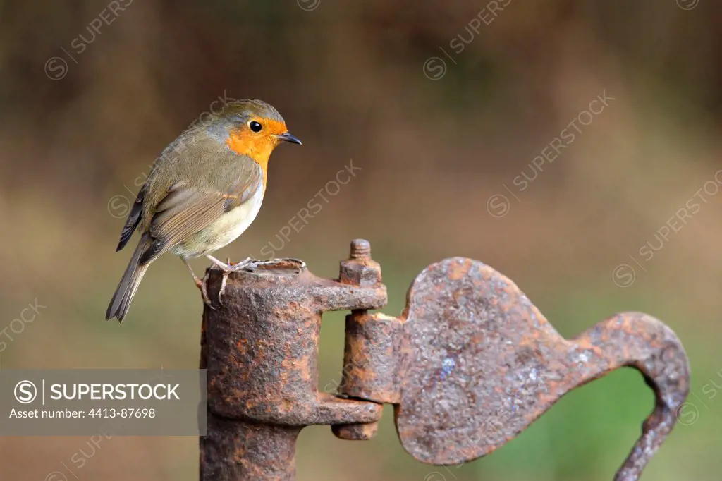 Robin standing on an old metal barrier Great Britain