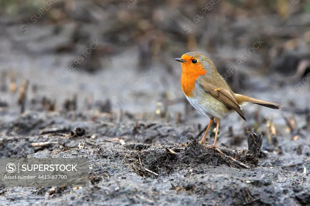 Robin standing on a muddy ground Great Britain