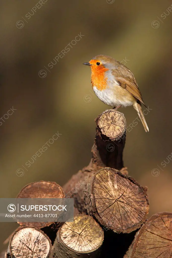 Robin standing on a stack firewood Great Britain