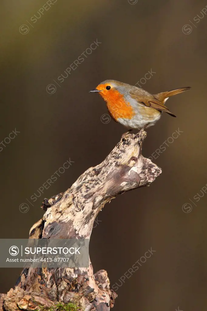 Robin standing on a dead branch Great Britain