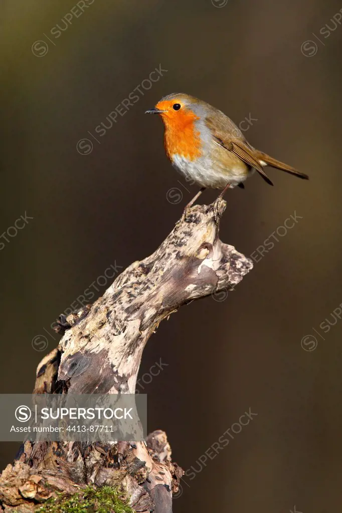 Robin standing on an dead branch Great Britain