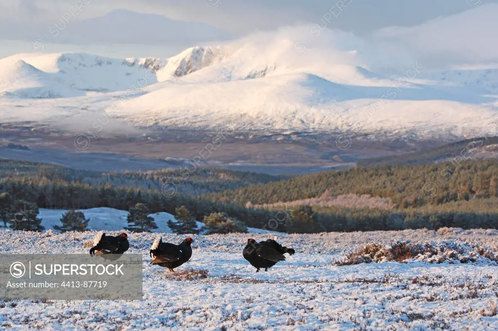 Group of males Black grouses displaying on the lek Scotland