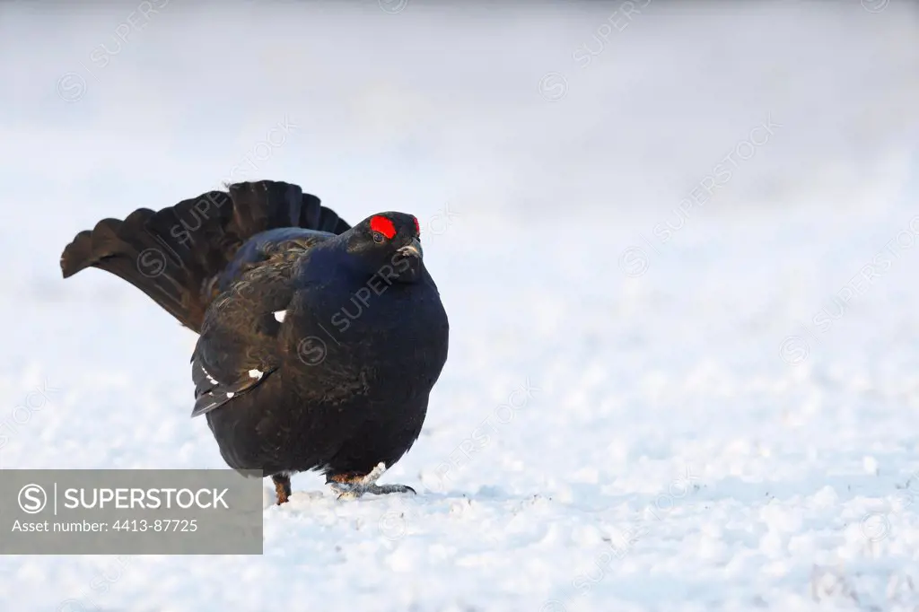 Male Black grouse displaying on the snow Scotland