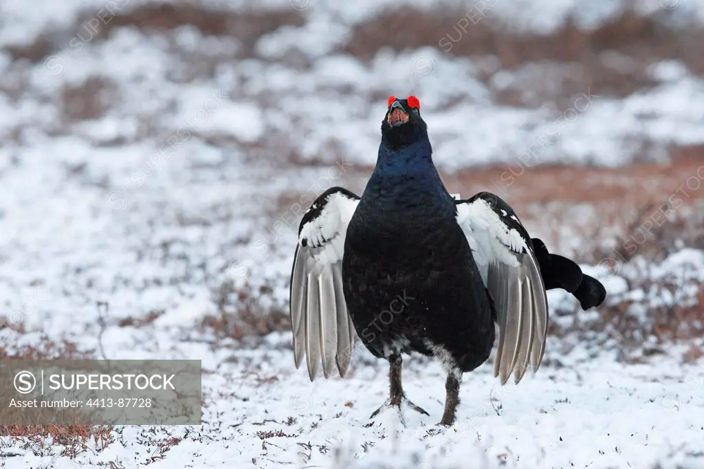Male Black grouse displaying on the snow Scotland