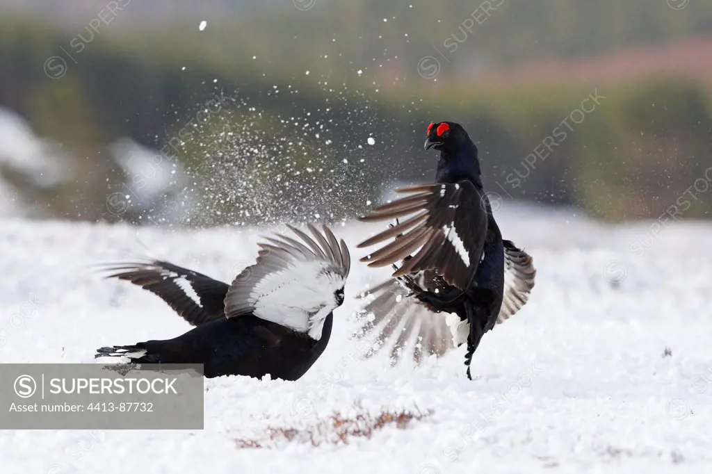 Males Black grouses fighting on snow Scotland