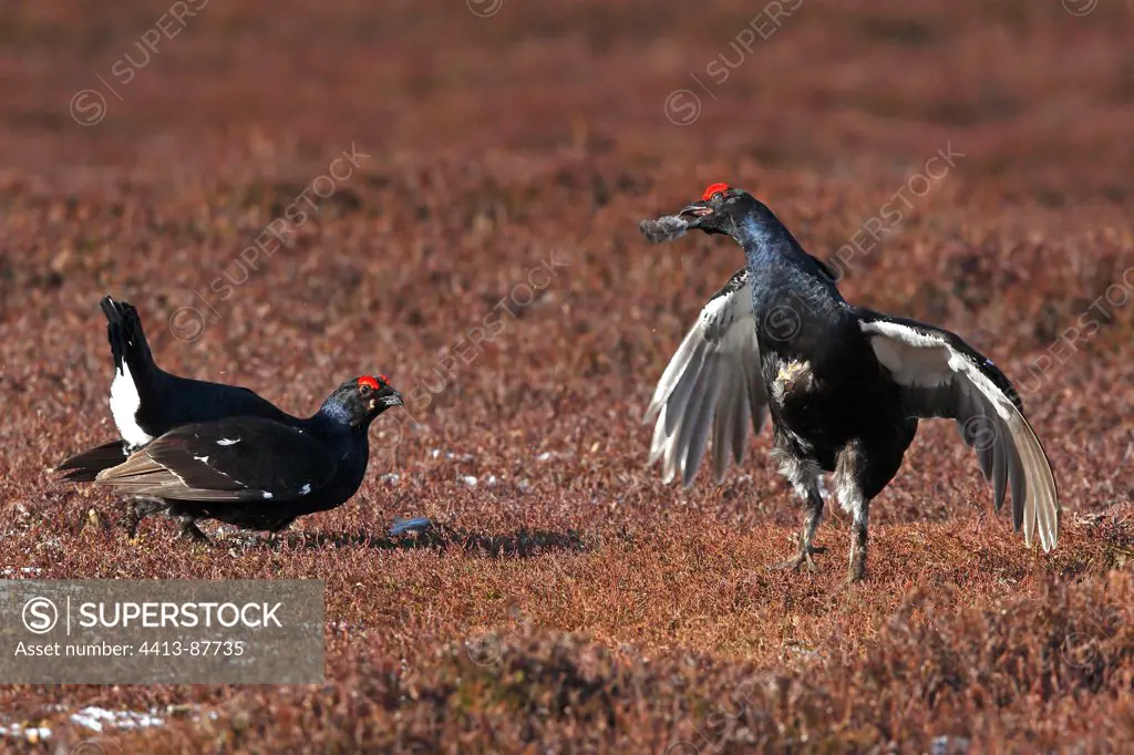 Males Black grouses fighting when displaying Scotland