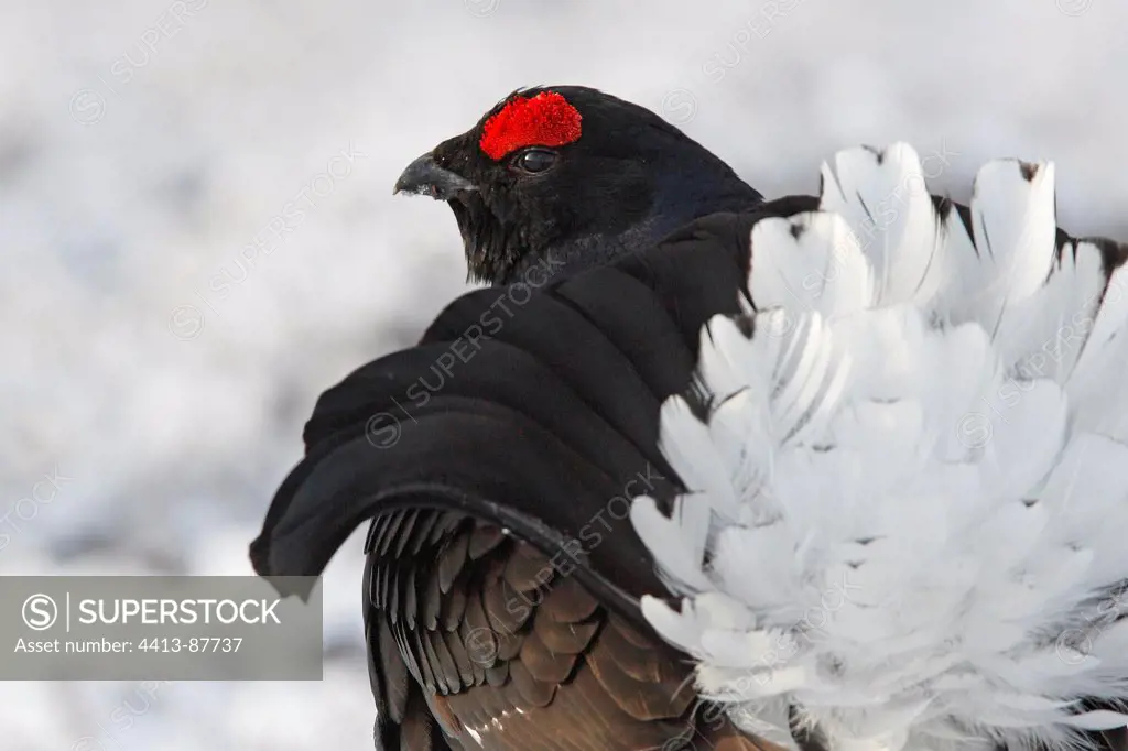 Portrait of a male Black grouse when displaying Scotland