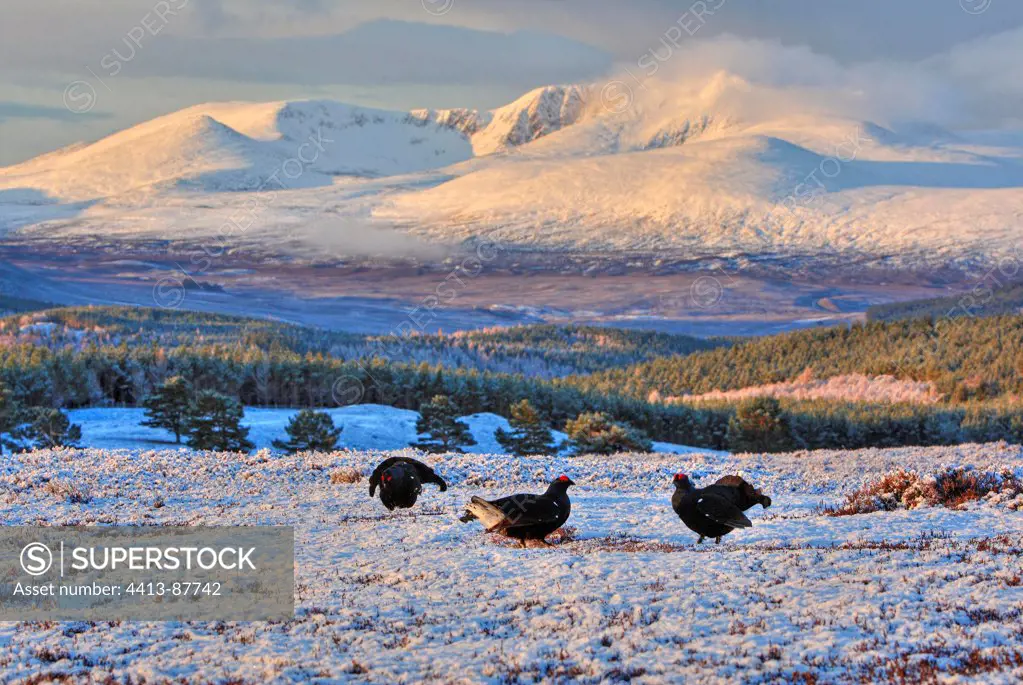 Group of Males Black grouses displaying on the snow Scotland
