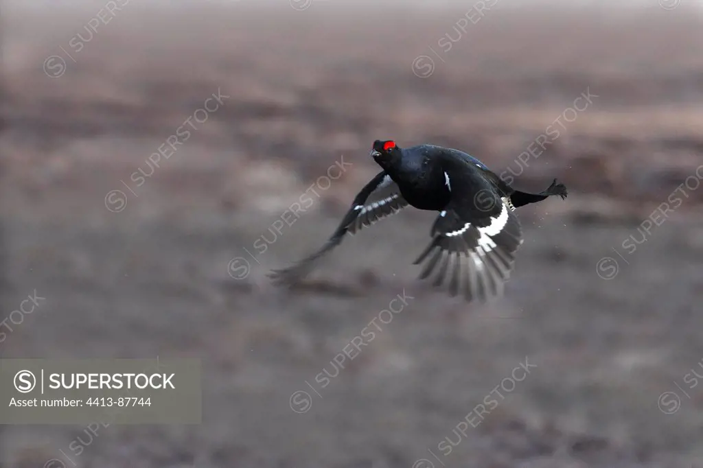 Male Black grouse in flight Scotland
