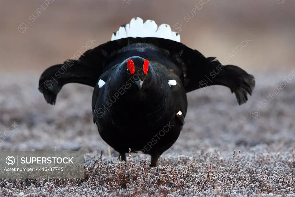 Male Black grouse displaying Scotland
