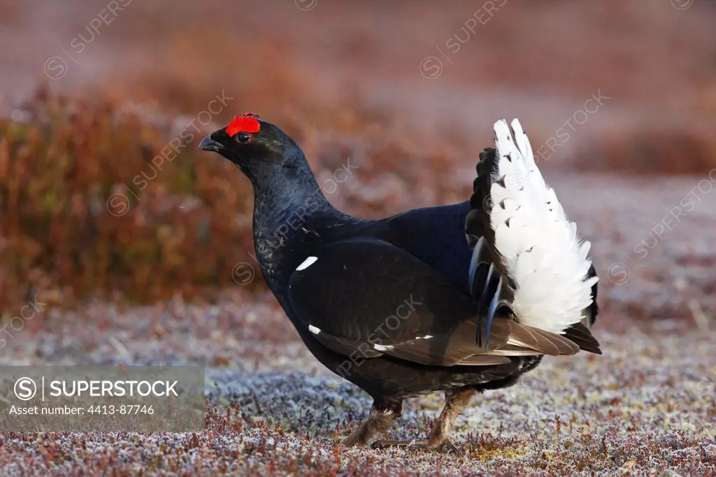 Male Black grouse displaying Scotland