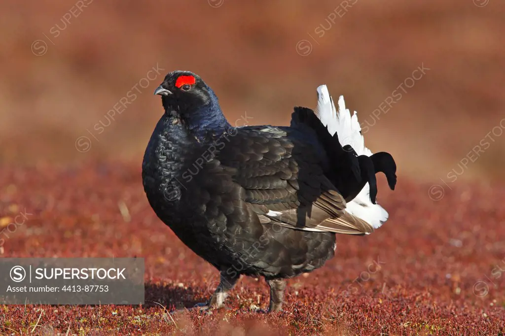 Male Black grouse displaying in the heath Scotland