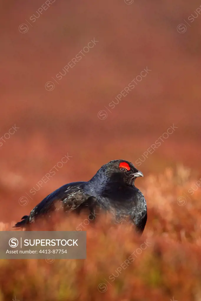 Male Black grouse resting in the heath Scotland