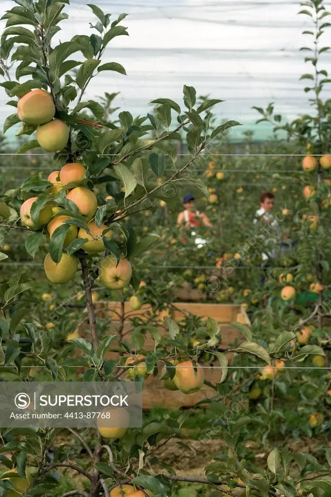 Harvest of the apples Saint-Yrieix Corrèze France