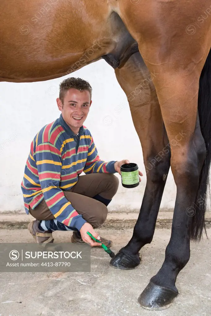 Trainer greasing the hoofs of a horse Obreck France