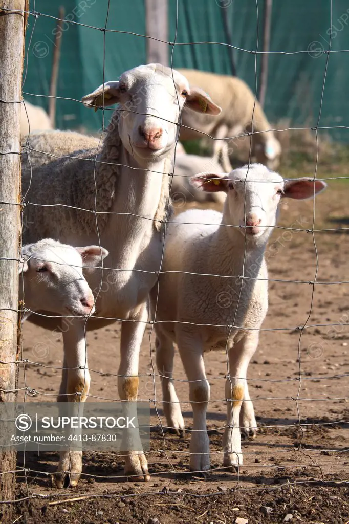 Sheep and lambs behind a fence
