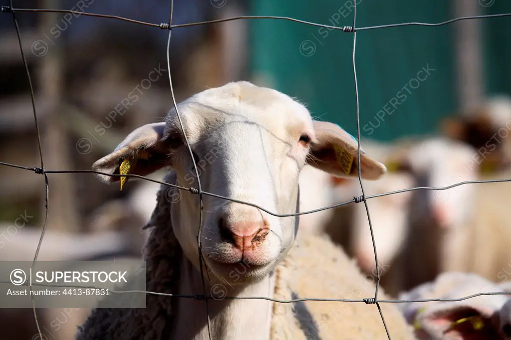 Portrait of a Sheep behind a fence