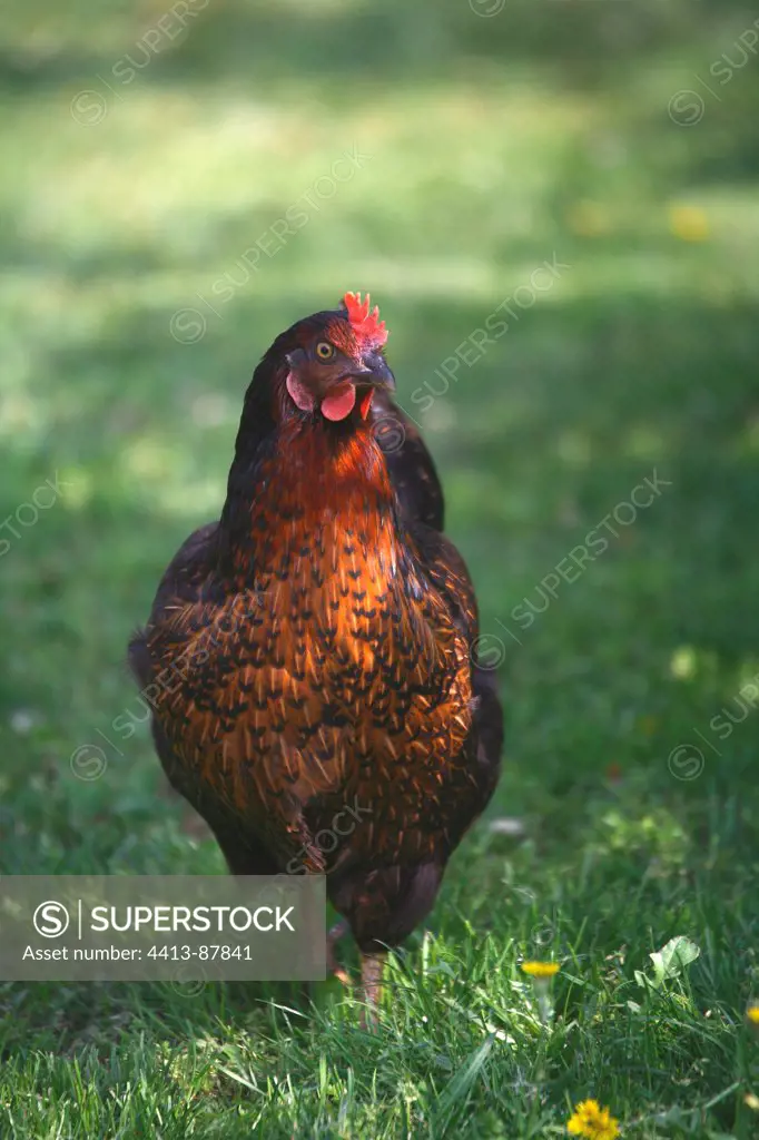 Hen in a garden