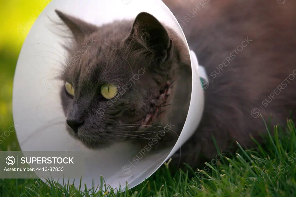 Portrait of a cat with a ruffle after an operation