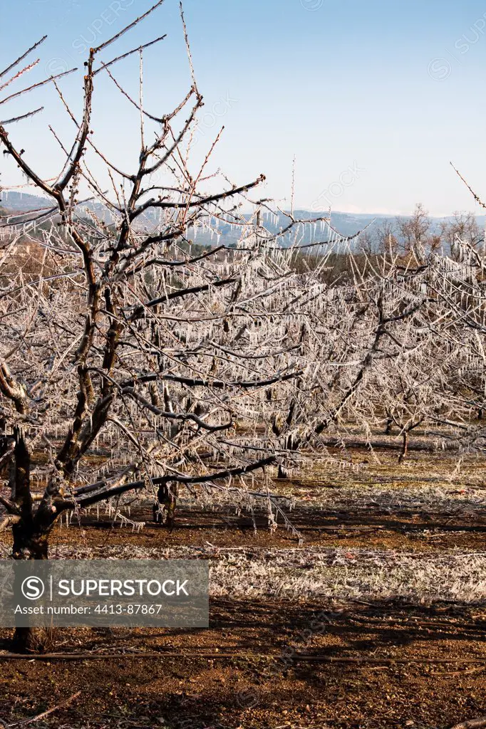 Protection of the buds of Cherry trees counters frost
