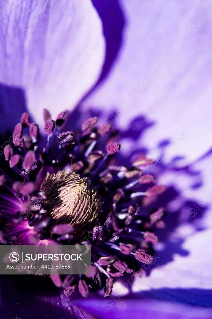 Close up of an Anemone in a garden