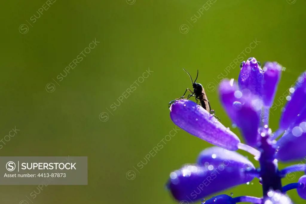 Insect ready for takeoff since a flower of grape hyacinths
