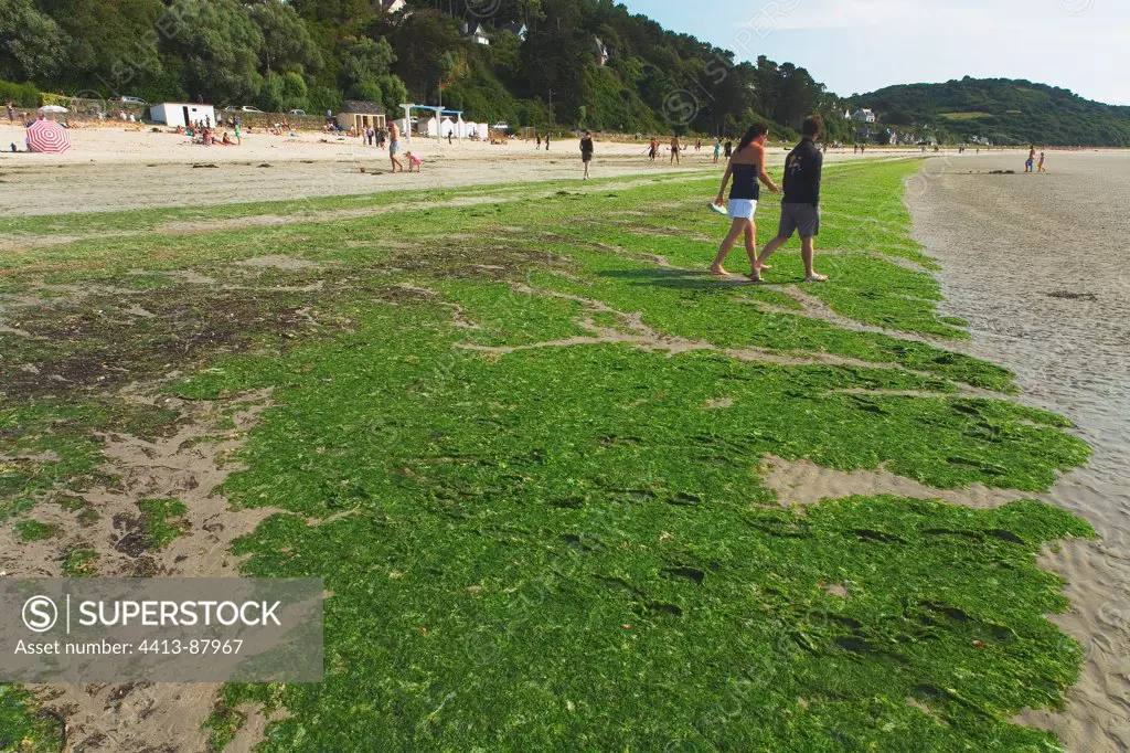 Beach with green tide pollution Brittany France
