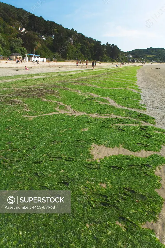 Beach with green tide pollution Brittany France