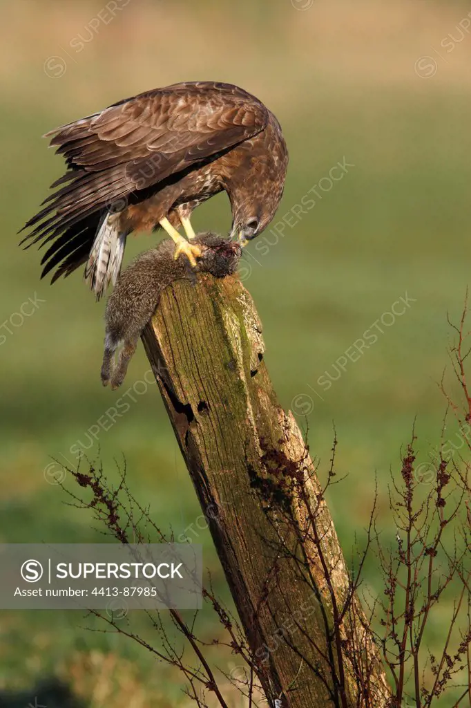 Buzzard eating a dead rabbit on a post Great Britain