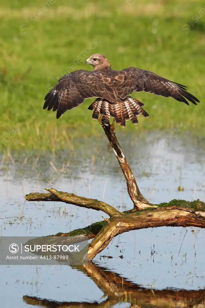 Buzzard standing on a dead branch in a puddle Great Britain