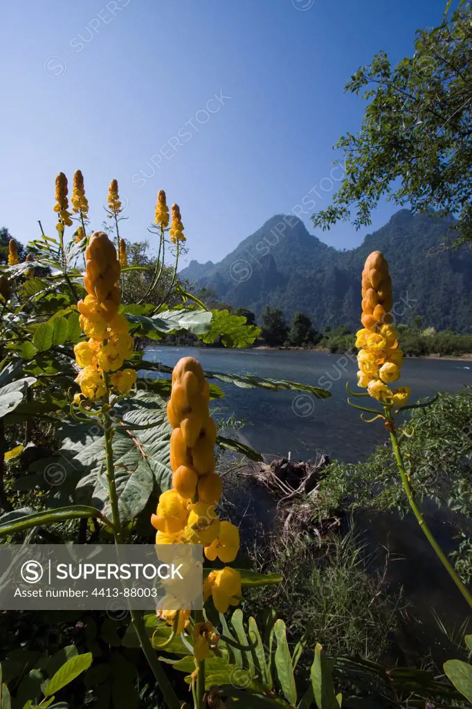 Yellow flower and landscape of moutain and river of Laos