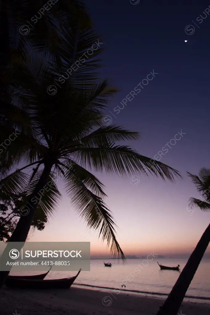 Sunrise on coconuts at Koh Muk island Thailand