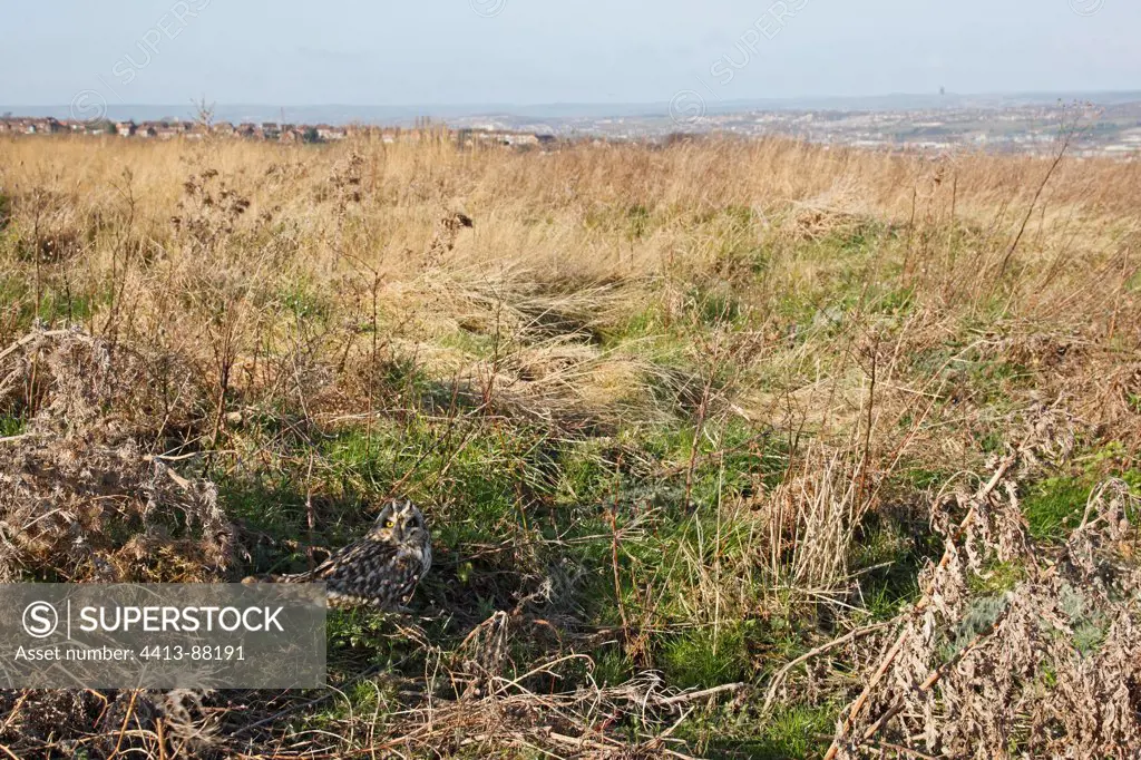 Short-eared owl standing in dry grasses in town winter GB