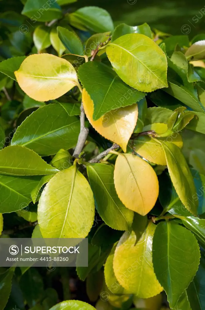Yellowing camellia leaves, symptom of chlorosis