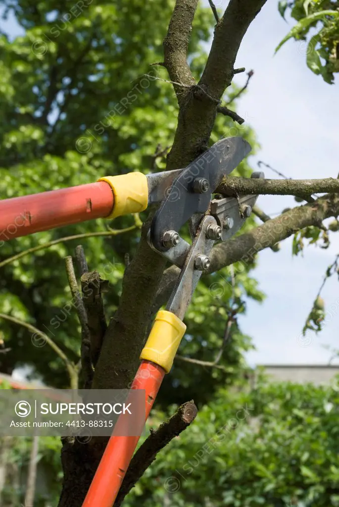 Pruning peach tree branch with loppers