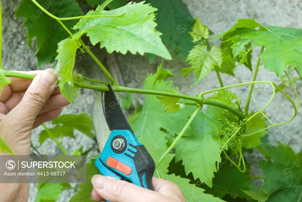 Pruning Grapevine sideshoots with secateurs